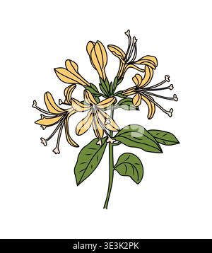Golden yellow honeysuckle flower cluster on white Stock Vector
