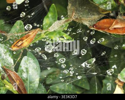 Raindrops on spider web between boxwood leaves after rain Stock Photo