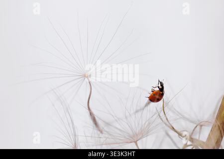 Ladybug on fluffy Dandelion on white background Stock Photo