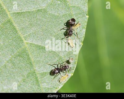 Two ants caring for some aphids on the leaf of a walnut tree at close range Stock Photo