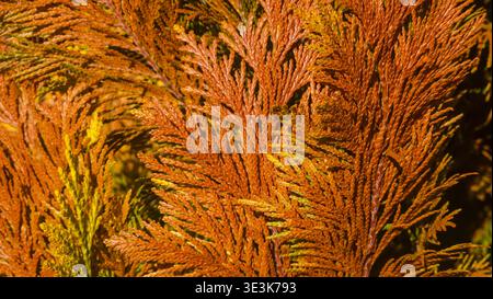 Dry brown thuja arborvitae branches close up, dead conifer tree foliage background Stock Photo