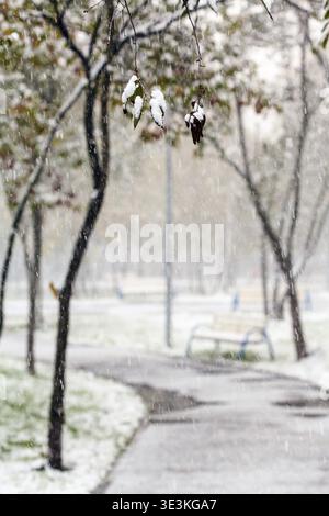 Snow-covered branch and first snow in the municipal park on autumn day Stock Photo