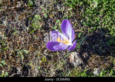 wild crocus. Crocus tommasinianus, Woodland Crocus Stock Photo