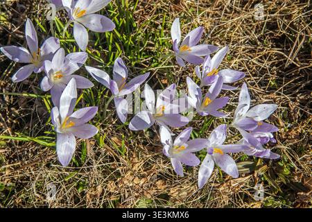 wild crocus. Crocus tommasinianus, Woodland Crocus Stock Photo