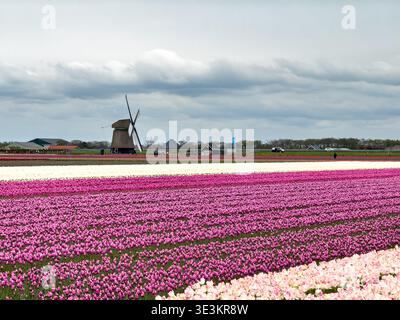 View of vibrant tulip fields stretching towards a classic windmill under a dramatic sky, a scene of Dutch countryside charm, Sint Maartensvlotbrug, No Stock Photo