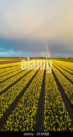 Aerial view of vibrant yellow tulip fields stretch towards the horizon under a dramatic sky with a faint rainbow, Oostwoud, North Holland, Netherlands Stock Photo