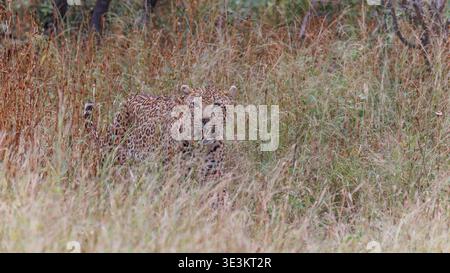 View of a leopard half-hidden in the golden savanna grass, its spotted coat blending with the dry landscape, Kruger Park, Mpumalanga, South Africa. Stock Photo