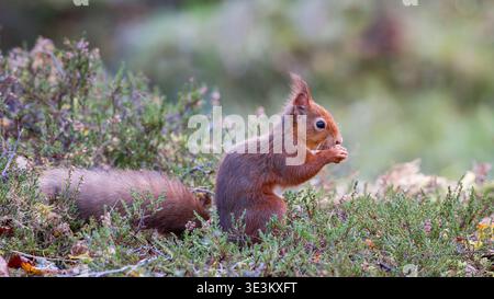 Red Squirrel [ Sciurus vulgaris ]  amongt Heather Pine woodland in Perthshire, Scotland, UK Stock Photo