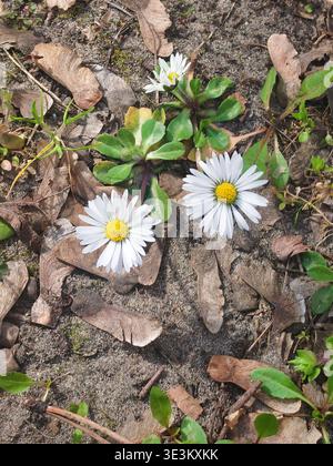A detailed top-down macro photograph of small white daisies with vibrant yellow centers. The flowers are growing out of sandy soil covered in dried br Stock Photo