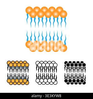 Vector set of phospholipid lipid bilayer cell membrane structure. Includes color, line art, and silhouette icons. Ideal for biology, medical, and skin Stock Vector