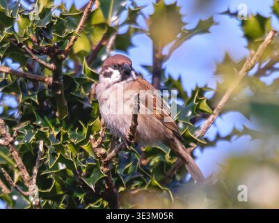 Tree sparrow, Passer montanus, perched in a holly bush Stock Photo