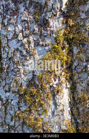 Old tree trunk covered with moss growing from cracks in bark, natural texture symbolizing growth, renewal and resilience, organic background with ecol Stock Photo