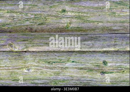 Weathered wooden planks with natural green moss, rustic texture background with organic pattern, aged surface for design use, eco and natural material Stock Photo