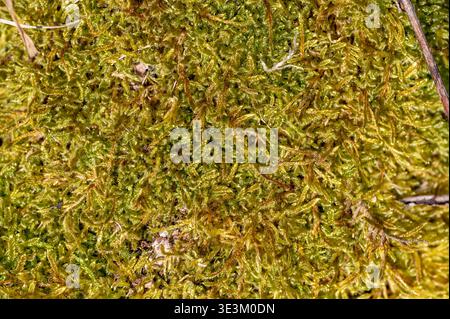 Top view of green sphagnum moss texture with small shoots, abstract natural background, organic pattern symbolizing growth, freshness and ecological s Stock Photo