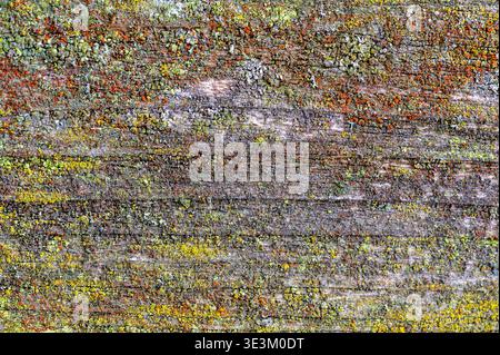 Colorful lichen growing on weathered wood surface, abstract natural texture with organic pattern, ecological background symbolizing biodiversity, sust Stock Photo