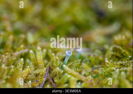 Macro detail of lichen cup emerging from moss and sphagnum, abstract natural texture, symbol of growth, micro ecosystem and ecological balance in fore Stock Photo