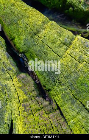 Abstract tree stump with deep crack covered by green moss, natural texture showing contrast, growth and decay, ecological concept of resilience, renew Stock Photo