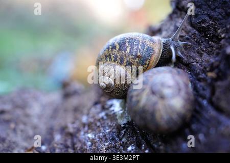 Close up of a garden snail moving slowly on old wood bark in the autumn forest Stock Photo