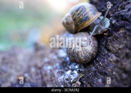 Two garden snails interacting and crawling on a textured tree bark in the wild Stock Photo
