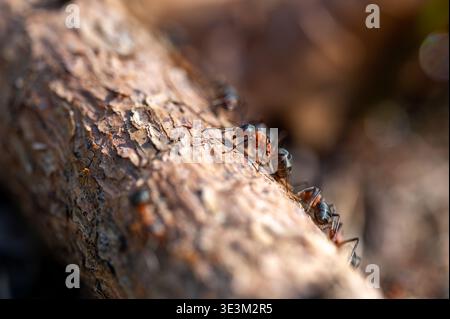 Close up of ants interacting on rough tree bark, shallow depth of field, natural macro scene showing cooperation, teamwork and communication in insect Stock Photo