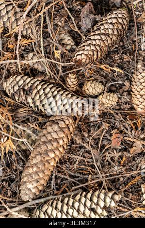 Top view of pine cones lying on forest ground with natural texture of needles and soil, woodland background, symbol of nature, sustainability and calm Stock Photo