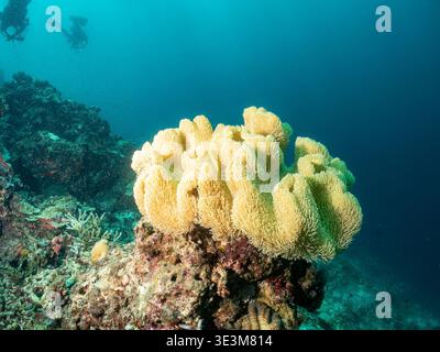 Two scuba divers explore a vibrant coral reef, observing the diverse marine life and intricate coral formations in the clear blue ocean. Stock Photo