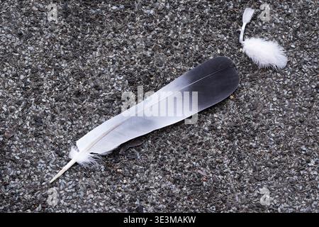 Macro of a grey and white pigeon feather lying on dark asphalt. Urban backyard scene in Ehrenfeld, Cologne Stock Photo