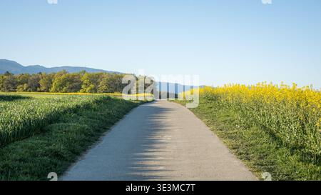Countryside path winding through blooming spring rapeseed fields Stock Photo