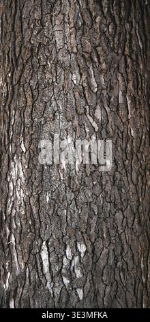 Rough hardwood tree bark with deep brown texture, lighter scraped areas, uneven ridges, and natural surface patterns shown in a horizontal close‑up. Stock Photo