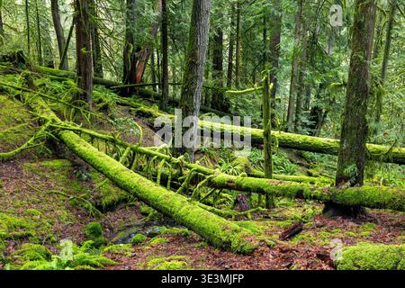 Moss-covered fallen trees on the Arbutus Ridge Trail in Goldstream Provincial Park near Victoria, Vancouver Island, British Columbia, Canada Stock Photo