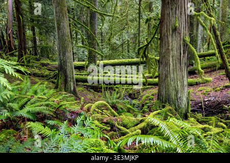 Moss-covered fallen trees on the Arbutus Ridge Trail in Goldstream Provincial Park near Victoria, Vancouver Island, British Columbia, Canada Stock Photo