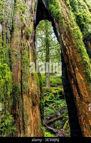Mossy forest framed through hole in old growth tree trunk on the Arbutus Ridge Trail. Goldstream Provincial Park near Victoria, Vancouver Island, Brit Stock Photo