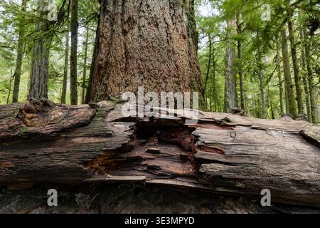 Giant fallen tree in Cathedral Grove located in MacMillan Provincial Park, near Port Alberni; Vancouver Island, British Columbia, Canada Stock Photo