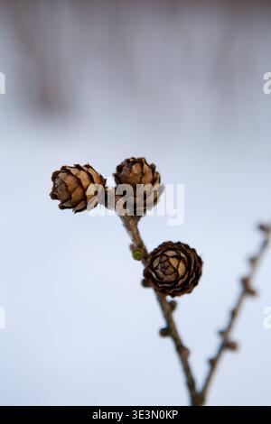 Three pine cones rest on a branch with a snowy background in winter The scene captures the natural details of the cones and the environment around the Stock Photo