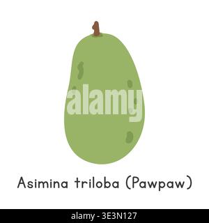 Asimina triloba flat vector illustration. Green Asimina triloba or Common pawpaw cartoon clipart style isolated on white background Stock Vector