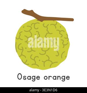 Osage orange flat vector illustration. Osage orange or Maclura pomifera cartoon clipart style isolated on white background. Figs and Relatives concept Stock Vector