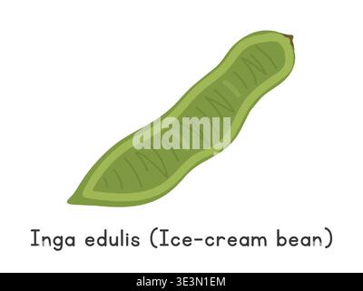 Inga edulis flat vector illustration. Green inga edulis or ice-cream bean cartoon clipart style isolated on white background. Ice-cream-bean vector Stock Vector