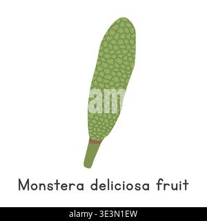 Monstera deliciosa fruit flat vector illustration. Green monstera deliciosa fruit or Swiss cheese fruit cartoon clipart style isolated on white Stock Vector