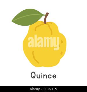Quince flat vector illustration. Yellow quince fruit or golden apple cartoon clipart style isolated on white background. Pome and Apple-like fruit Stock Vector
