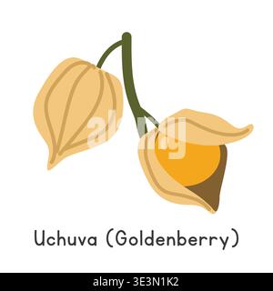 Uchuva flat vector illustration. Uchuva or Cape gooseberry or goldenberry cartoon clipart style isolated on white background Stock Vector
