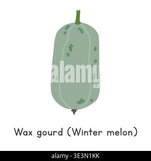 Wax gourd flat vector illustration. Wax gourd or Winter melon cartoon clipart style isolated on white background. Melon and Gourd concept Stock Vector