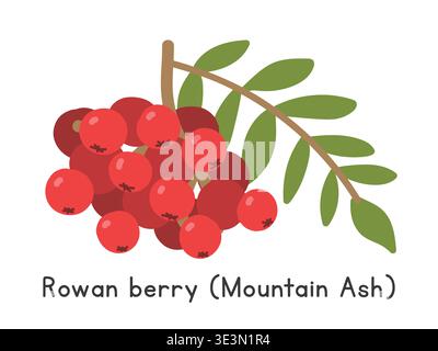 Rowan berry flat vector illustration. Rowan or Mountain ash cartoon clipart style isolated on white background. Pomes fruit concept Stock Vector