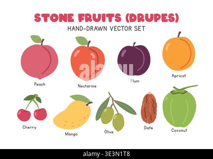 Stone fruits or Drupes flat vector illustration set in cartoon clipart style. Peach, nectarine, plum, apricot, cherry, mango, olive, date, coconut Stock Vector