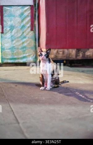 Calico cat sits calmly on concrete pavement. Soft shadows stretch across ground behind it. Background features faded, colorful, painted walls. Cat gaz Stock Photo