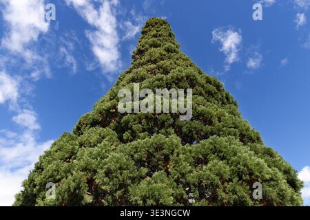 Conifer tree viewed from below against blue sky, Queenstown, South Island, New Zealand. Stock Photo