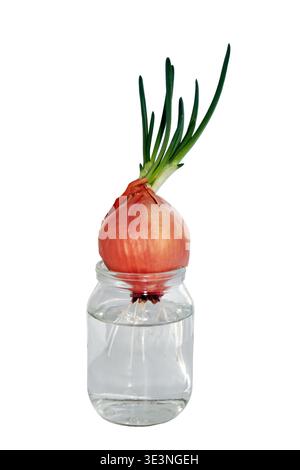 Sprouted onions in a glass jar. Close-up. Isolated on white background. Stock Photo