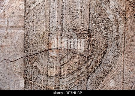 Natural timber texture showing circular growth rings, wood grain patterns, and a horizontal crack on a rough sawn surface. Stock Photo
