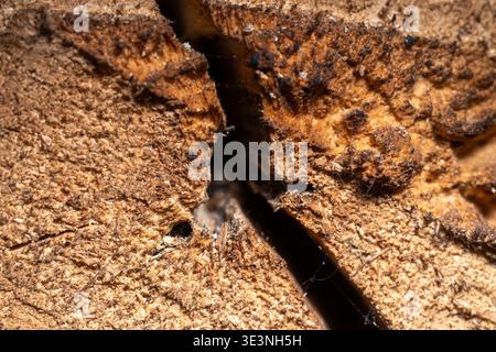 Close-up macro shot of weathered brown tree bark featuring a deep natural crack, detailed wood fibers, and organic rough texture. Stock Photo