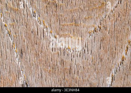 A high-resolution close-up capturing the rough texture, vertical grain, cracks, and natural decay of aged, weathered wood on a tree trunk. Stock Photo