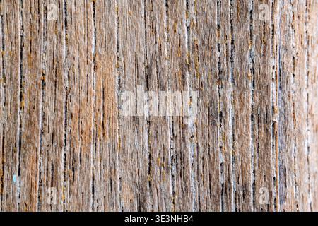 A high-resolution close-up capturing the rough texture, vertical grain, cracks, and natural decay of aged, weathered wood on a tree trunk. Stock Photo